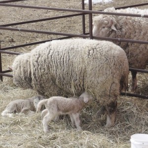 first lambs2_Supplied__opt.jpeg