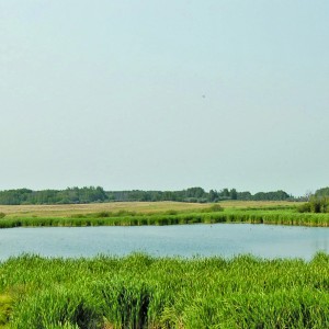 wetland.jpg