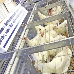 sv eggs 13_SVanRaes_cm_opt.jpeg