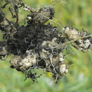Smith - clubroot_opt.jpeg