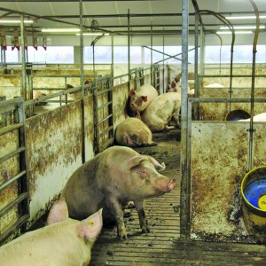 Sows are grouped by parity, body condition and feeding requirements.