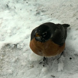 Robin (bird) standing in snow