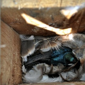 A tree swallow nesting in a box.
