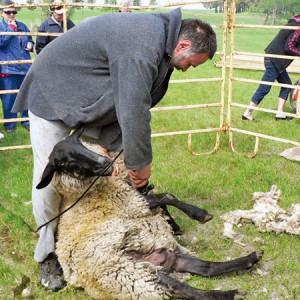 sheep-shearing