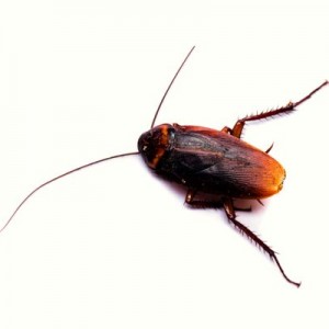 Cockroaches, pet dander as immunity boosters?