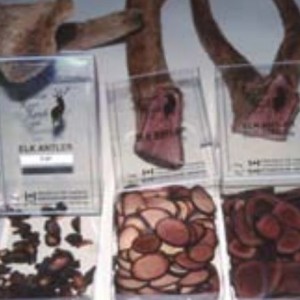 Traditional Chinese medicine practitioners prefer antler in slices for mixing with herbs and other nutraceuticals to treat many ailments and to balance the body’s yin and yang forces.
