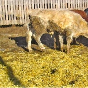 Severe cases of ergot poisoning may no longer be able to walk and must be euthanized on site. Photo: University of Calgary