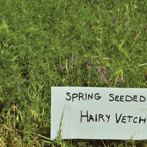 Hairy vetch reintroduces nitrogen to the soil.