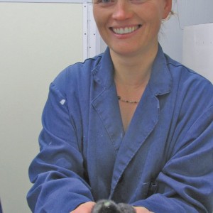 Agnes Kulinski of the Poultry Research Centre, holds a Barred Plymouth Rock chick. The chicks are now available for sale through a new partnership with Peavey Mart.