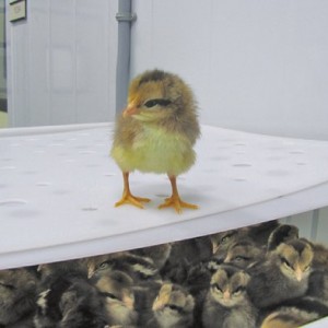 This Brown Leghorn chick is one of several heritage breeds that is being preserved at the University of Alberta’s Poultry Research Centre, thanks to community support.