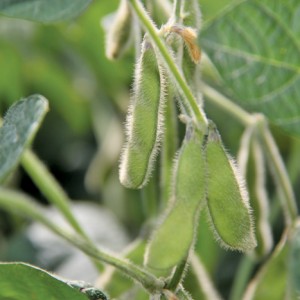 Soybean pods