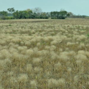 Invasions of weeds like this field of foxtail are prompting some farmers to consider burning for weed control.