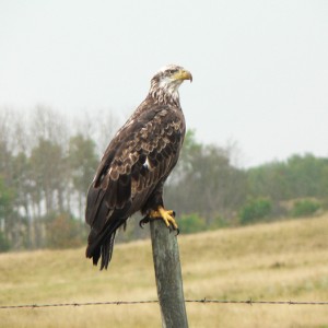 immature bald eagle on a fence post