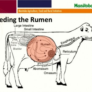 diagram of a cow rumen