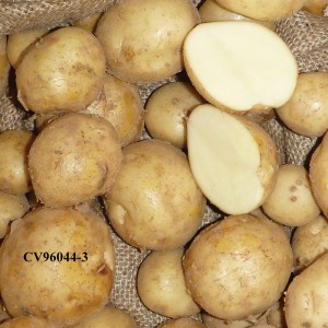 white potatoes