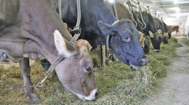 dairy cows eating hay in a barn