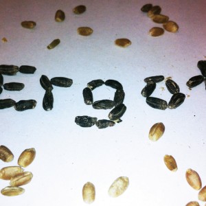 Ergot looks like blackened wheat seeds, and can easily contaminate feeds, causing lactation issues, lameness, and weight loss.