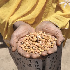 handful of chickpeas