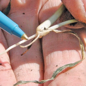 winter wheat root