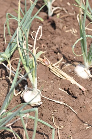 onions growing in Ethiopia