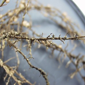 soybean cyst nematode