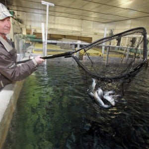 scooping fish with a net