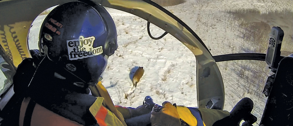 Helicopters were used to track and capture wild boars so they could be fitted with GPS collars, which provide data via satellite twice a day.