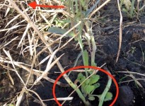 Cut canola plants (see red arrow for cut) are starting to regrow (see area in circle).