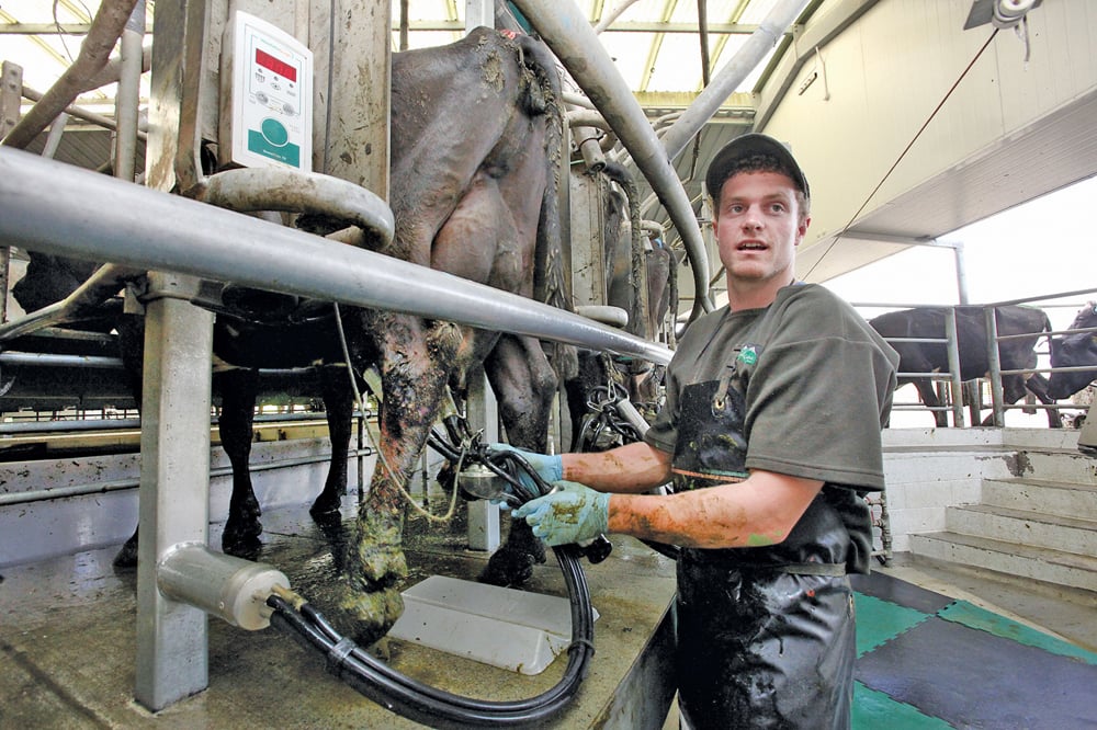 A farmhand uses a rotary milker on the farm of the Brown family.
