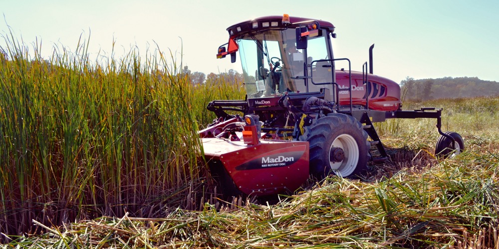 IISD researchers see promise in harvesting cattails to reduce nutrient levels in overloaded waterways.