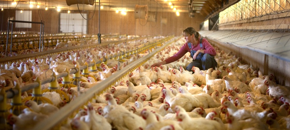 Maggie Van Camp in the family's chicken barn.