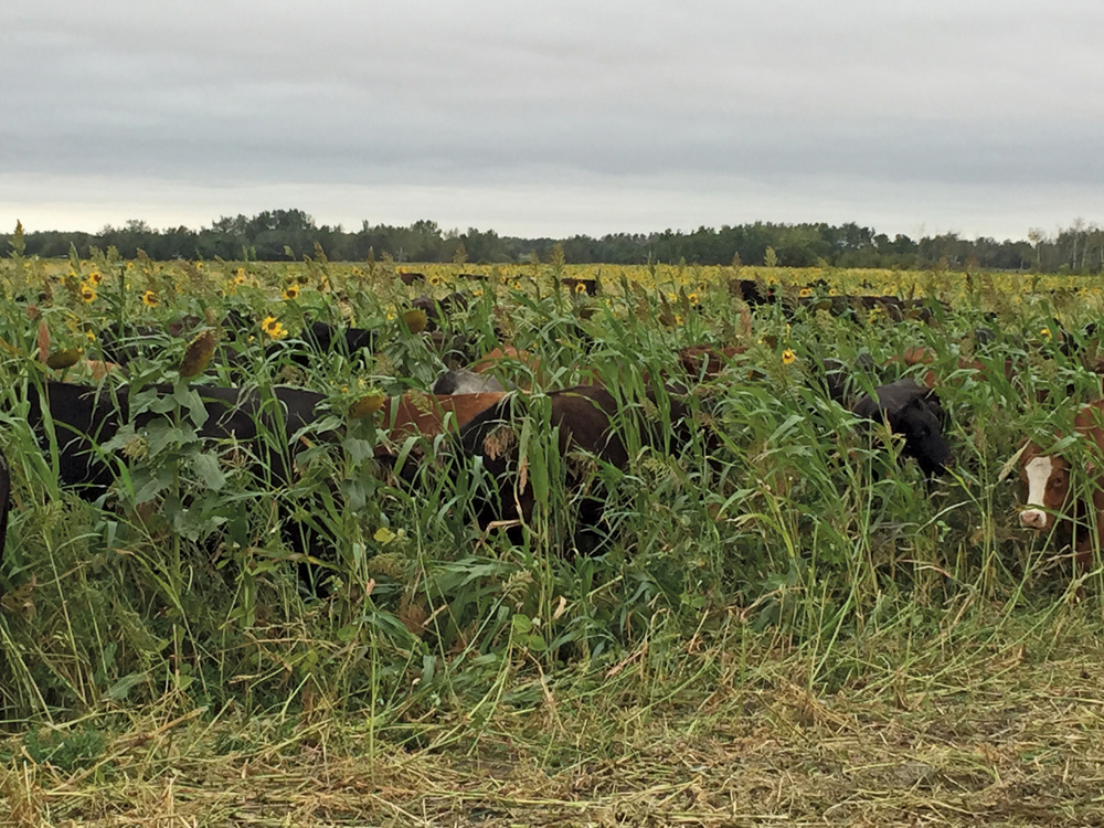 Warm-season mix from last year, planted June 12 and grazed September 4.