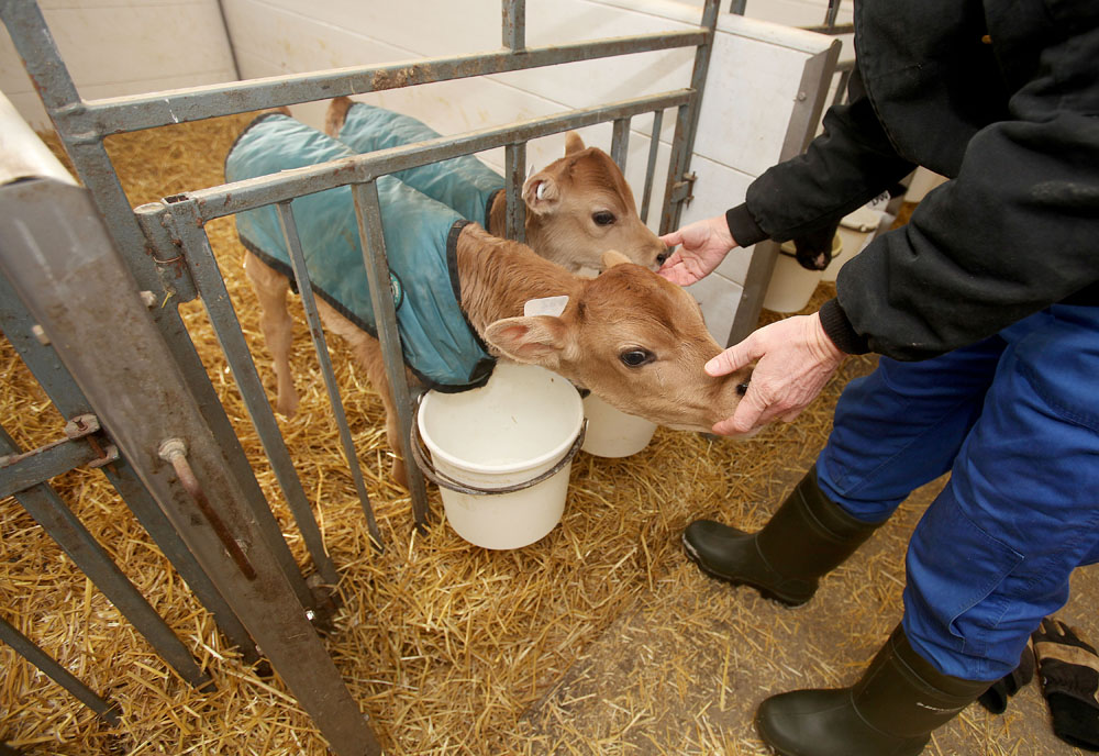 Young calves seek attention from their pseudo-mother.
