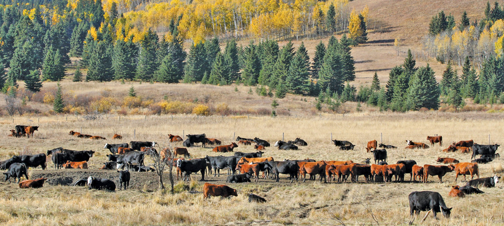 cattle grazing