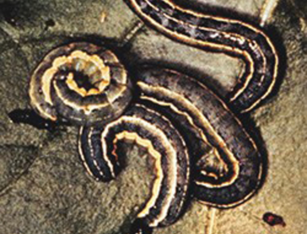 Cutworms