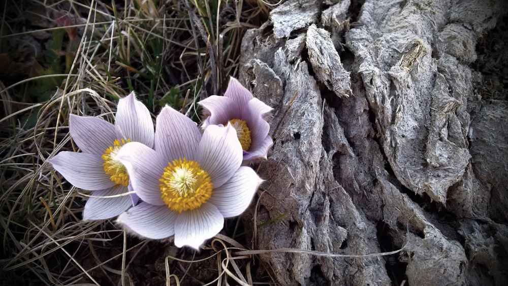 Lyndsey Hofer, a fifth grade student at Riverbend Colony near Carberry, returned to the contest again this year, capturing the youth participants People’s Choice award for her shot of a gnarled old tree and a fresh crocus bloom.