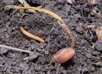 Wireworms have been spotted in some southwestern Manitoba fields. This one killed this wheat seedling.