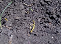 This wheat was seeded too deeply and emerged in poor shape.