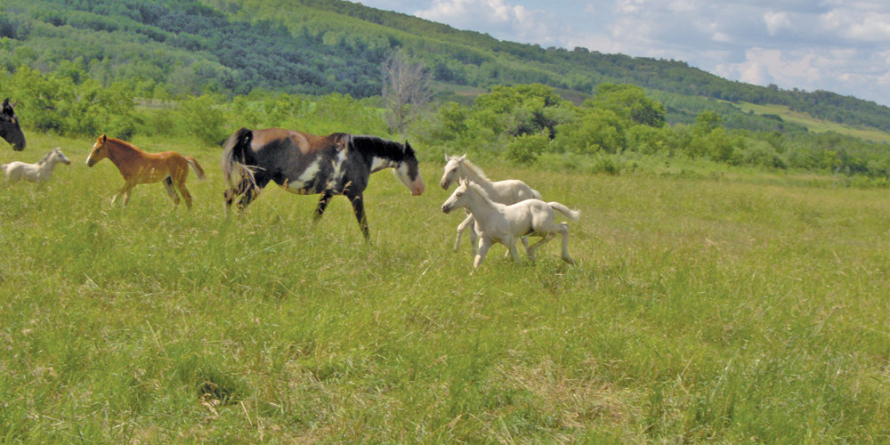 Cliff Trinder took this picture in July 2006, of mares and foals on his ranch on the west side of the Assiniboine River.