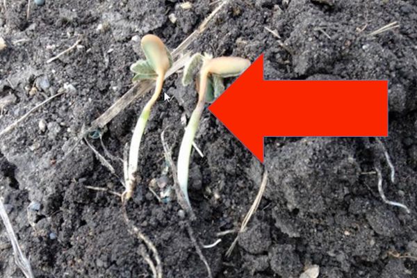 Look for damage to the hypocotyl when assessing frost damage in soybeans.