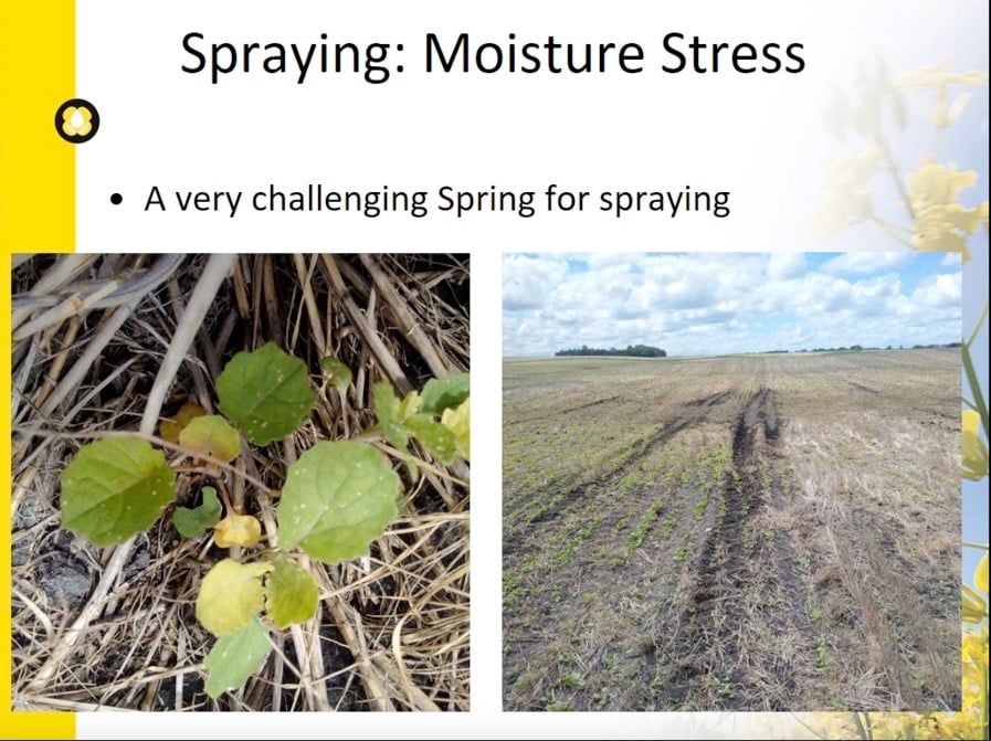 Applying herbicides to a stressed canola crop can stress it even more. Plants hit twice due to spray overlap can even die.
