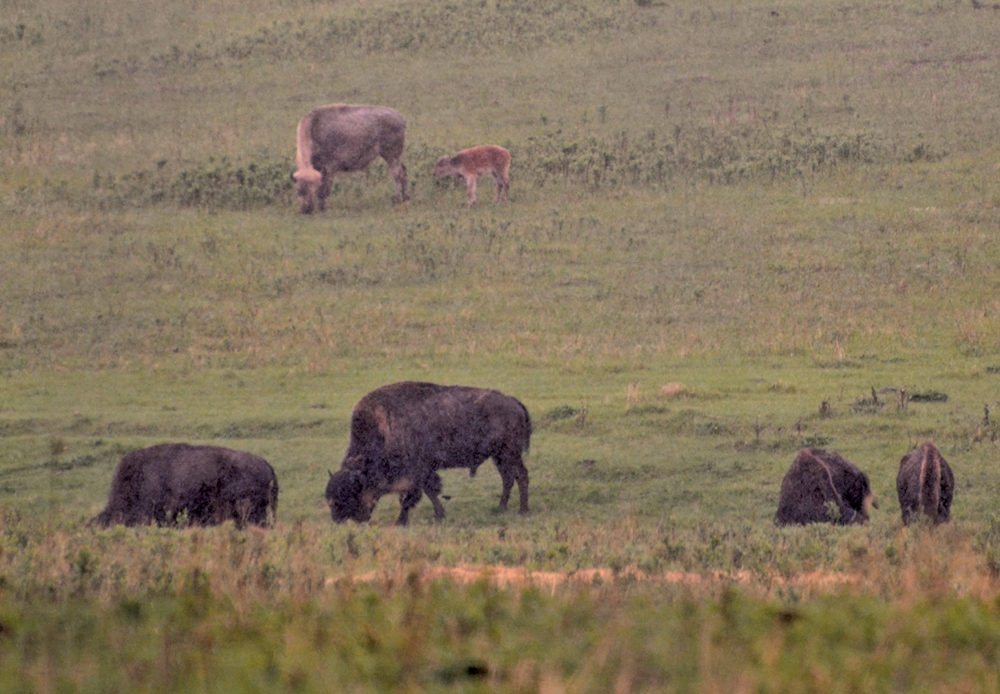 Sioux Valley Dakota Nation welcomed a white bison calf into its herd in early May.