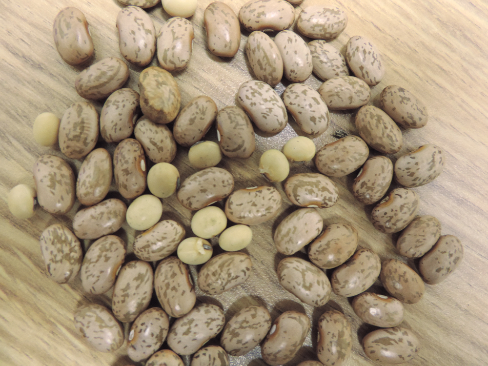 Volunteer soybeans in edible beans.