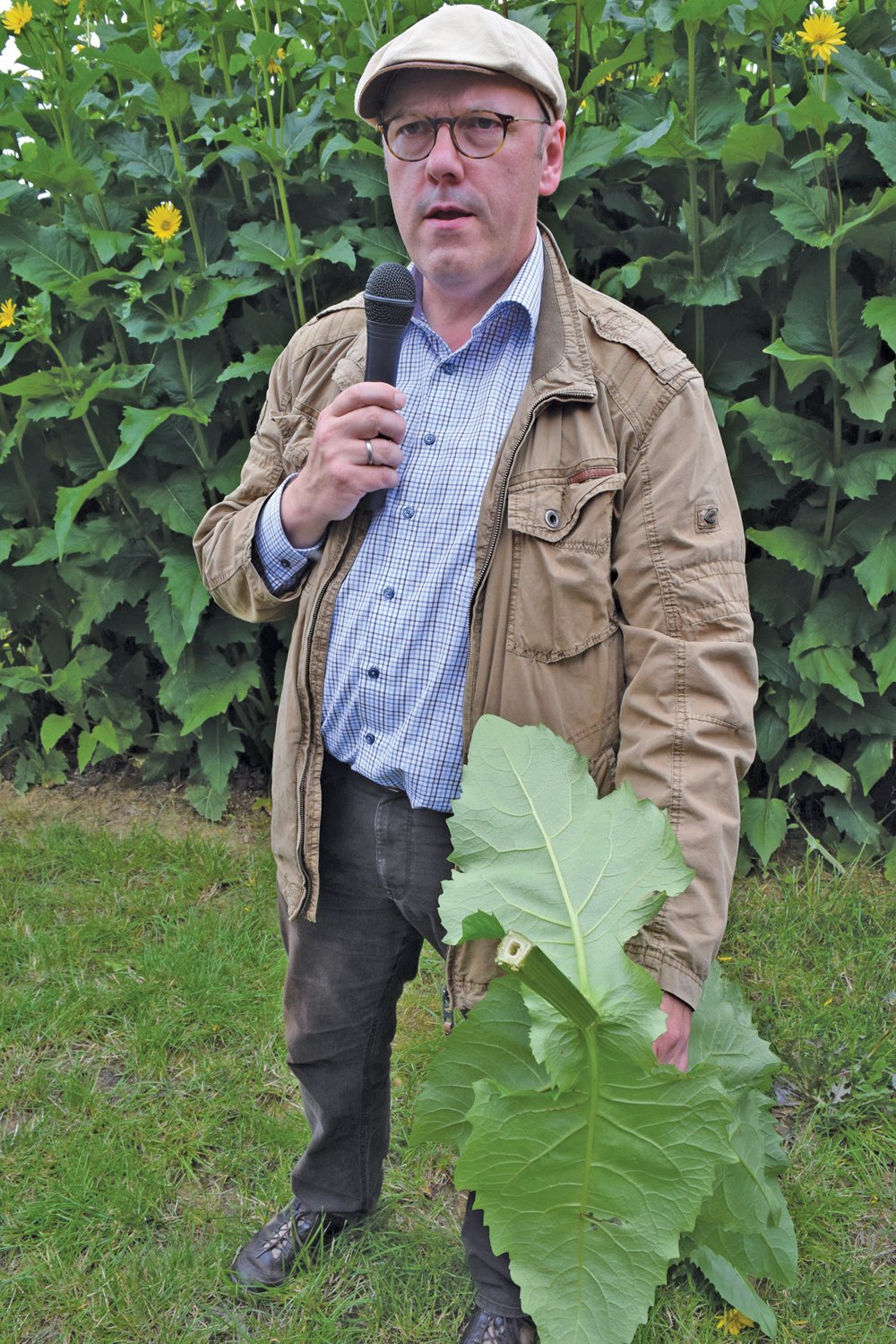 Biomass researcher Ralph Pude says Silphium perfoliatum, also known as “the cup plant” could be an alternative to maize in the future.