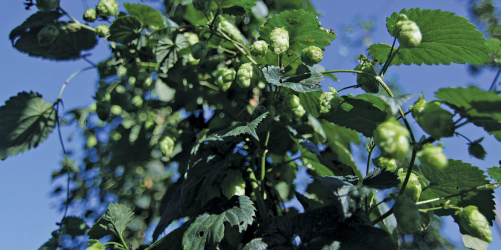 Hops growing on the vine.