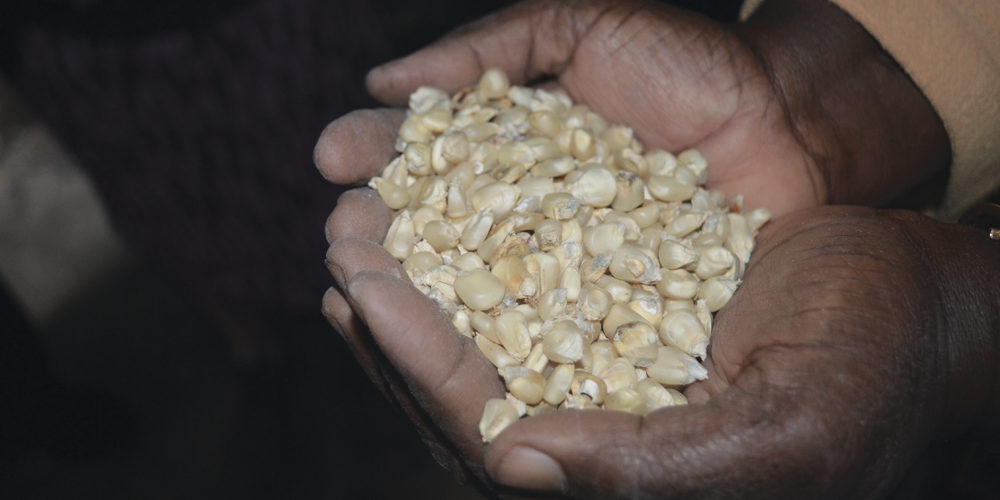 Maize that has been stored in an AgResults-promoted storage bag shows no sign of weevil infestation.