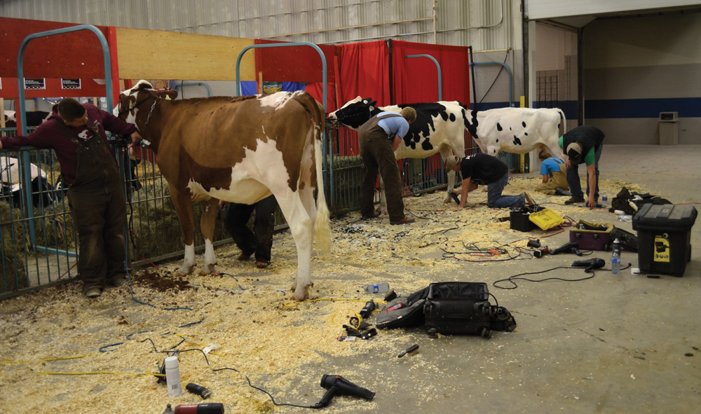 The Western Canadian Classic brings together 100 youth for a week of stall, showmanship and conformation competitions.
