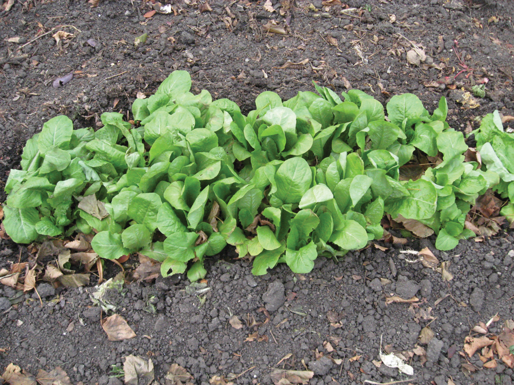 A late planting of lettuce can be protected with a thick blanket on cold nights.