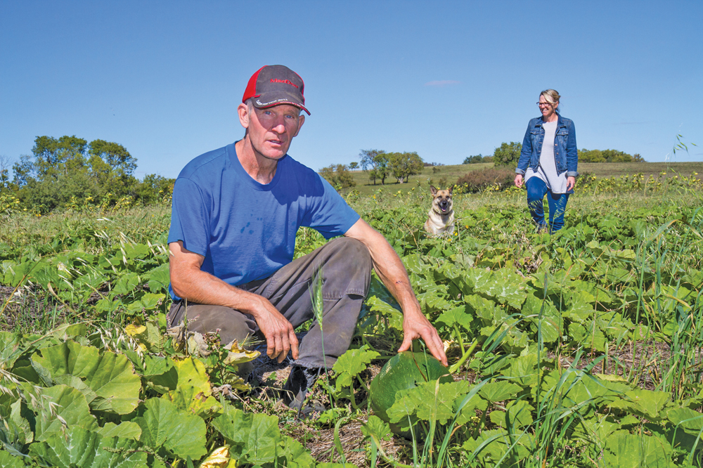 Ian and Linda Grossart inspect the one-acre field of pumpkins their son planted this spring. The majority of the plants did not develop soon enough and flowered late.