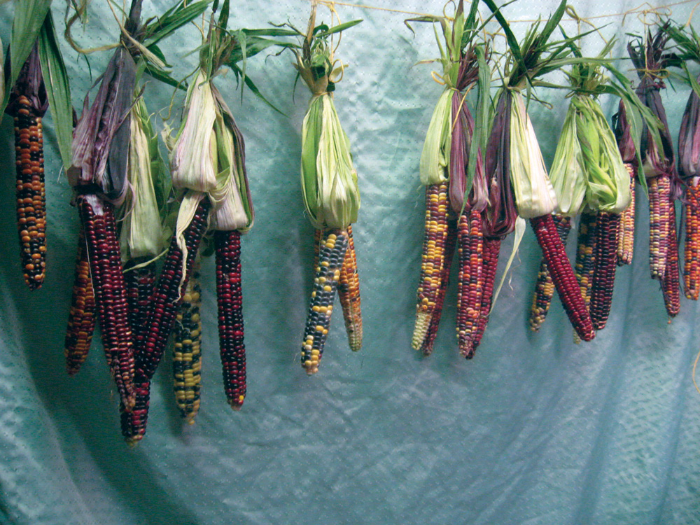 “Painted Mountain” cobs are hung to dry.